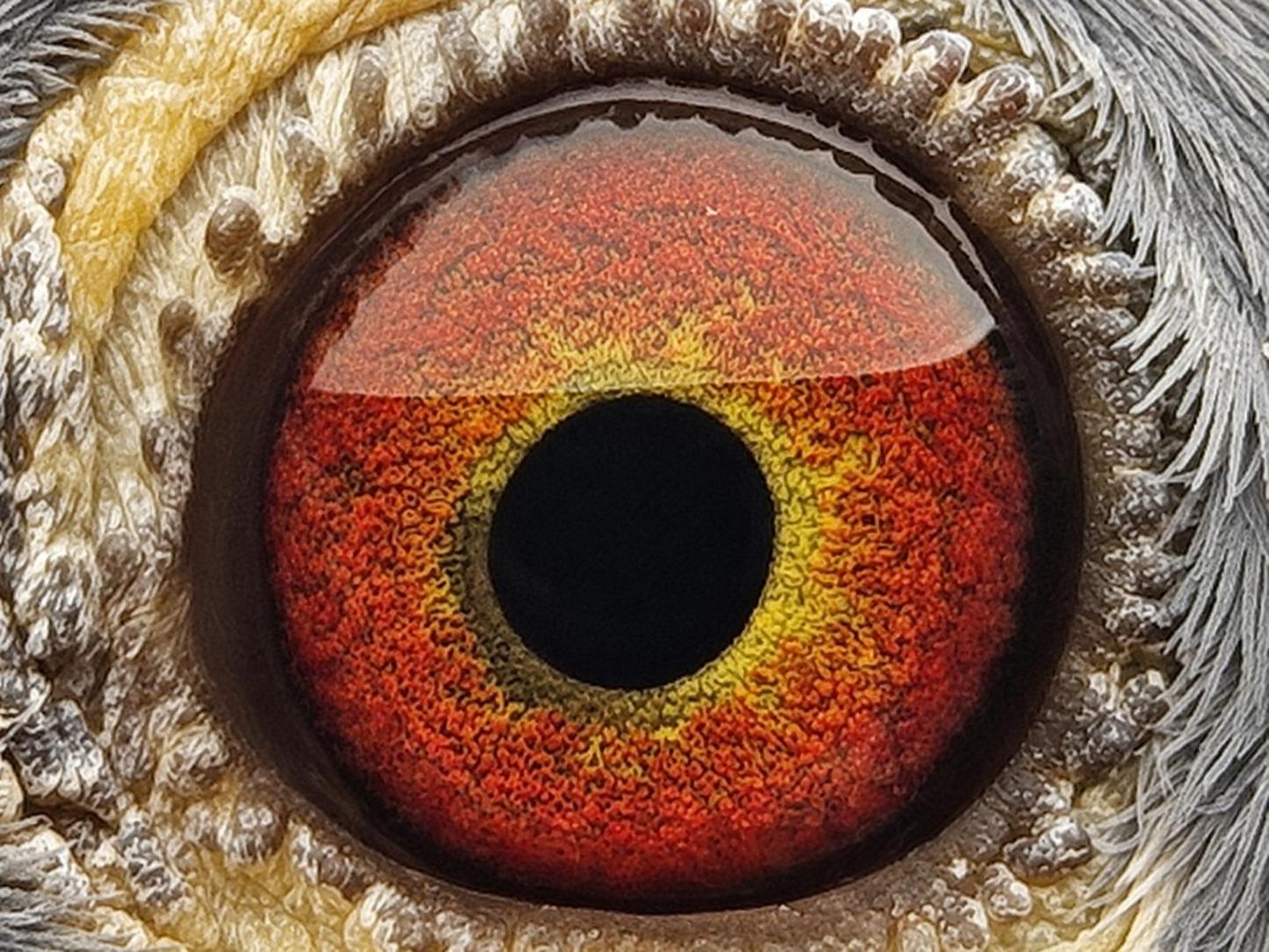 Pigeon eye